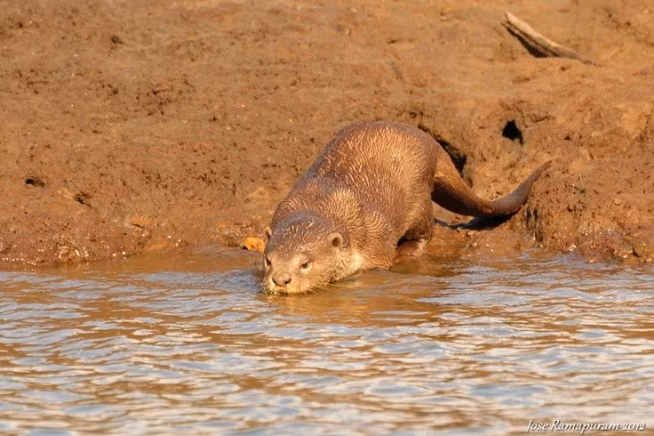  7. Là chỉ số sinh thái quan trọng của vùng nước ngọt. Sự hiện diện của loài này cho thấy môi trường còn nguyên sơ, vì chúng rất nhạy cảm với ô nhiễm và suy giảm nguồn nước. Ảnh: Pinterest.