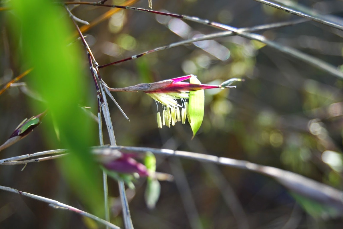  Góc nhìn khoa học hiện đại. Khoa học khẳng định tre ra hoa không phải điềm báo siêu nhiên, mà là chiến lược tiến hóa nhằm đảm bảo duy trì nòi giống, dù phải đánh đổi bằng cái chết của thế hệ cây mẹ. Ảnh: blogspot.com.