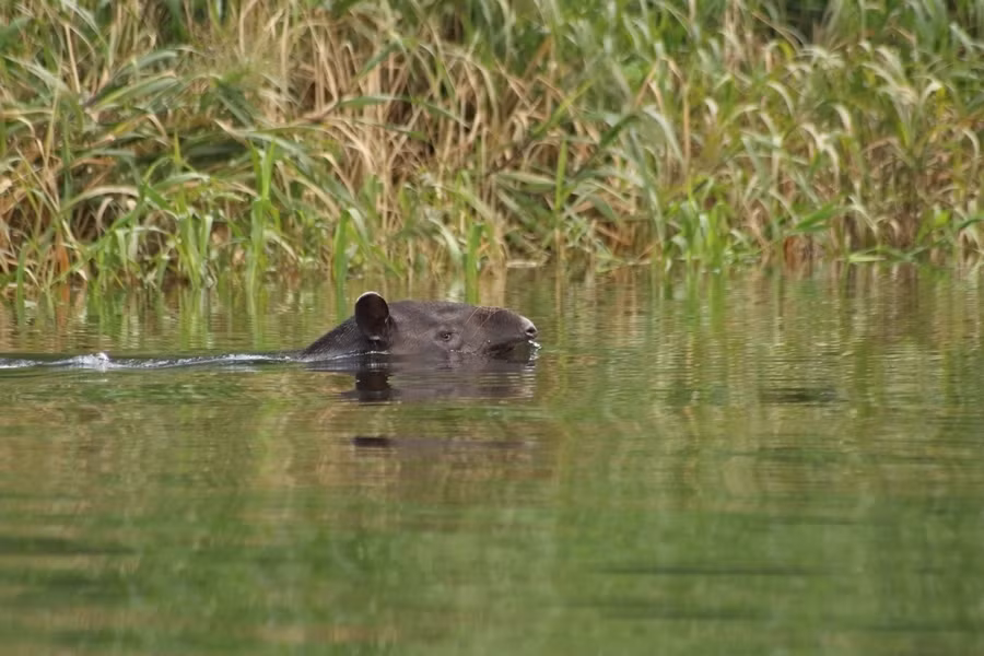  Chúng là loài bơi lội rất giỏi. Lợn vòi Mã Lai thường tìm đến sông, hồ để làm mát cơ thể, trốn kẻ thù và thậm chí có thể lặn dưới nước trong thời gian dài. Ảnh: Pinterest.