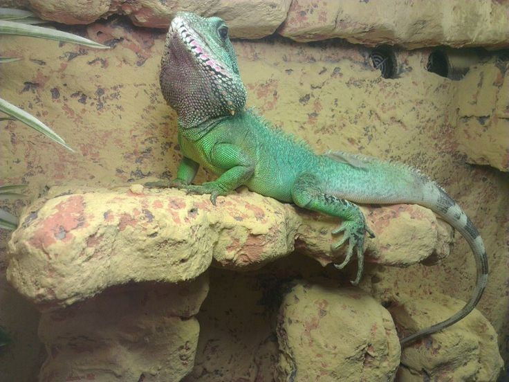  Tập tính sinh sản. Con cái đẻ trứng trong hốc đất ẩm gần nguồn nước. Sau vài tháng ấp, trứng nở thành con non với màu sắc nhạt hơn, dần đậm lên khi trưởng thành. Tỷ lệ sống sót ngoài tự nhiên phụ thuộc nhiều vào môi trường. Ảnh: Pinterest.