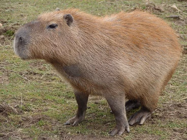  Loài gặm nhấm lớn nhất. Capybara có thể nặng tới 70 kg, trở thành loài gặm nhấm lớn nhất hành tinh. Ảnh: Pinterest.