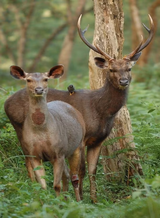  3. Sống đơn độc hoặc theo nhóm nhỏ. Nai thường sống một mình hoặc đi theo nhóm từ 2 đến 5 con, hiếm khi tụ tập thành đàn lớn như nhiều loài hươu nai khác. Ảnh: Pinterest.