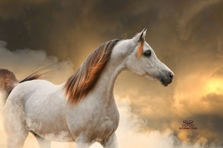  Vai trò trong các cuộc chinh phục Hồi giáo. Trong thế kỷ 7-8, ngựa Ả Rập đã đồng hành cùng các đạo quân Hồi giáo chinh phục Trung Đông, Bắc Phi và bán đảo Iberia, góp phần hình thành một trong những đế chế rộng lớn nhất lịch sử. Ảnh: Pinterest.