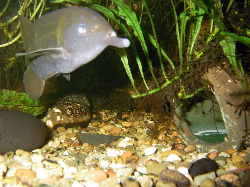  Sống chủ yếu trong môi trường nước đục. Chúng thường sinh sống ở các con sông châu Phi có nước đục và ánh sáng yếu. Trong môi trường này, khả năng cảm nhận điện trường trở nên cực kỳ quan trọng để sinh tồn. Ảnh: Flickr.