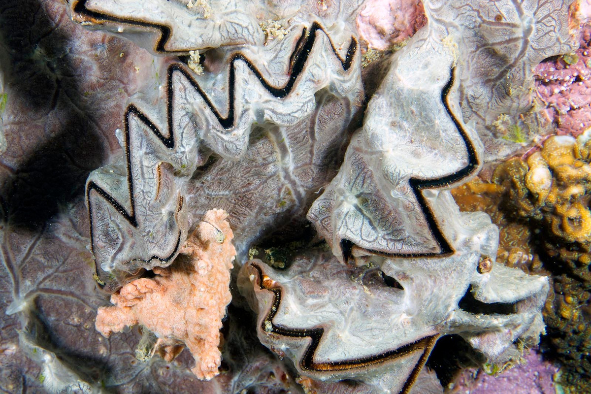  Có giá trị thẩm mỹ và sưu tầm. Nhờ hình dáng lạ mắt, vỏ hàu mào gà thường được giới sưu tầm vỏ sò ưa chuộng hoặc dùng làm vật trang trí, trưng bày trong các bảo tàng sinh vật biển. Ảnh: ryanphotographic.com.