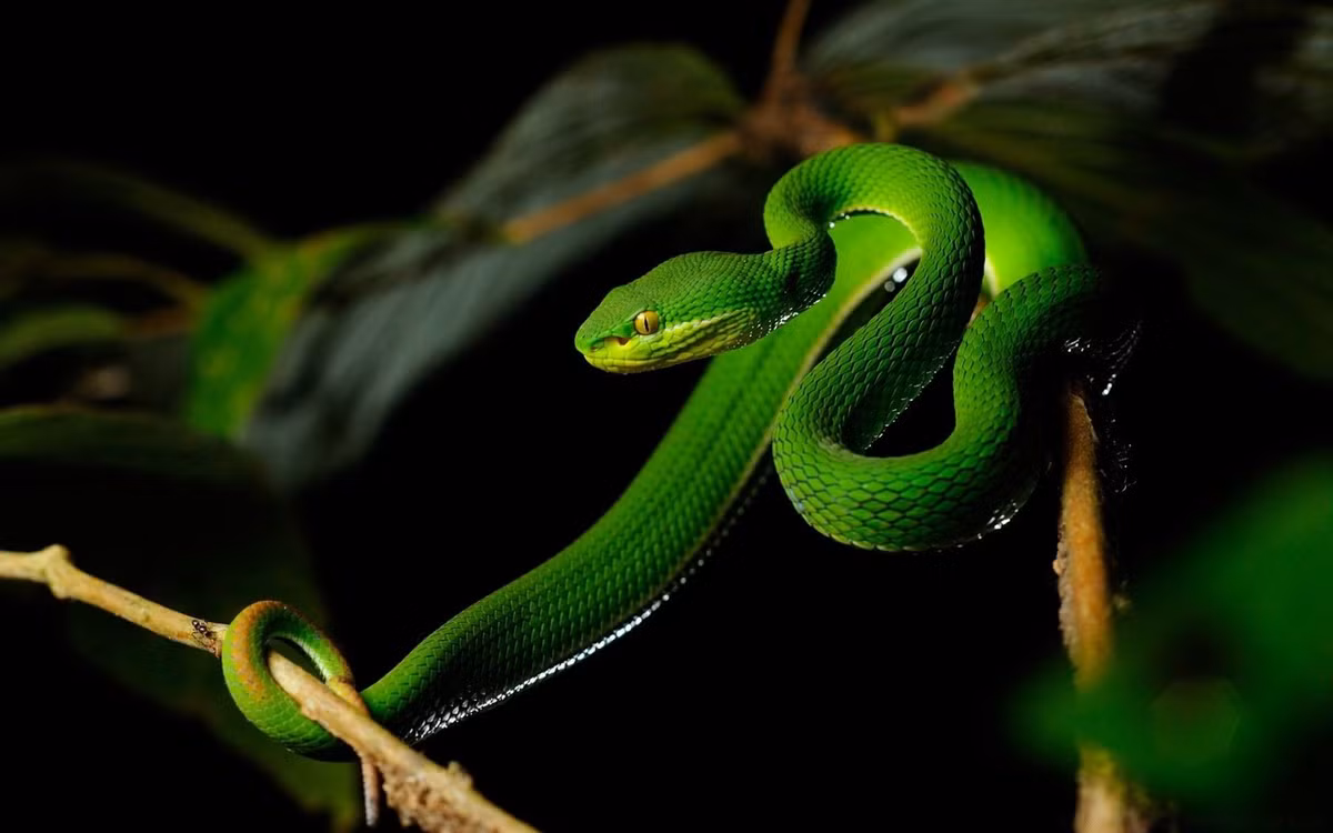  6. Màu sắc và hoa văn có thể thay đổi theo độ tuổi và giới tính. Rắn non và rắn cái thường có sắc xanh đậm hơn, trong khi rắn đực đôi khi có vạch trắng dọc hai bên thân. Ảnh: Pinterest.