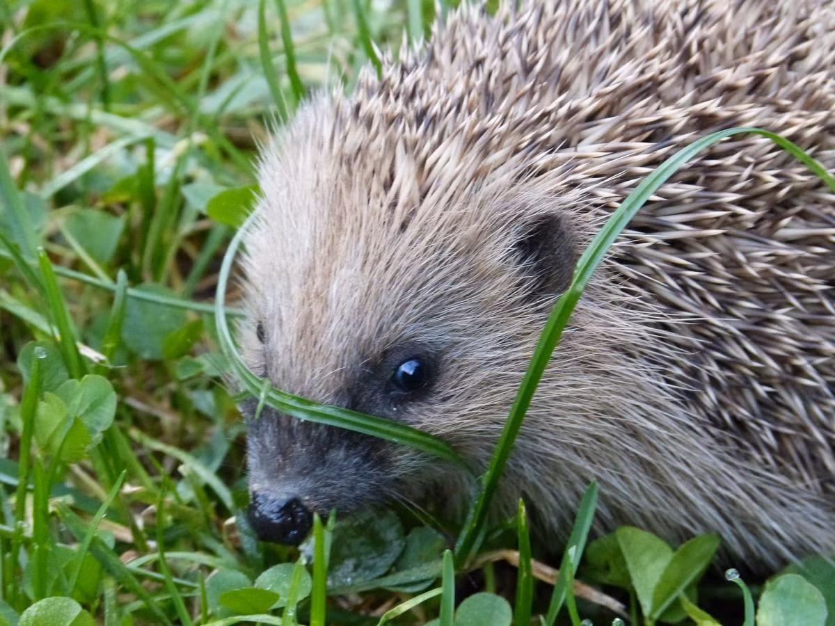  Là những thợ săn côn trùng cực kỳ hiệu quả. Nhím gai chủ yếu ăn côn trùng như bọ cánh cứng, sâu, ốc sên và giun đất. Nhờ khứu giác và thính giác phát triển, chúng có thể tìm con mồi trong đêm tối hoặc dưới lớp lá mục. Vì vậy, ở nhiều nơi nhím gai được xem là “người làm vườn tự nhiên” giúp kiểm soát sâu hại. Ảnh: Pinterest.