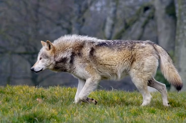  1. Loài chó sói phân bố rộng khắp. Chó sói xuất hiện trên khắp Bắc Mỹ, châu Âu, châu Á và Trung Đông, với khả năng thích nghi cao ở nhiều môi trường. Ảnh: Pinterest.