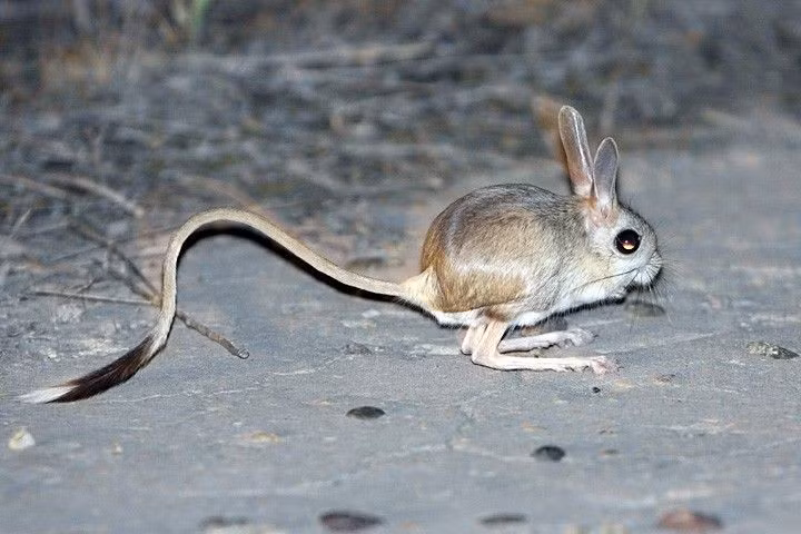 Ngủ ban ngày, hoạt động ban đêm. Để tránh nắng nóng, chúng ẩn mình trong hang sâu và chỉ ra ngoài khi trời tối. Ảnh: Pinterest.