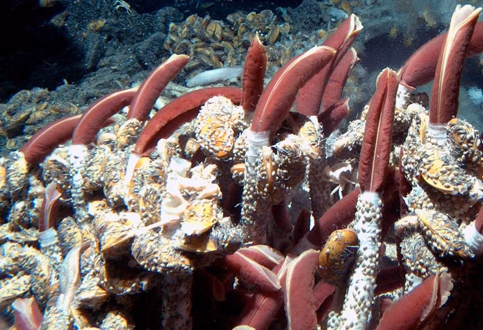  Phát hiện chấn động thế kỷ 20. Việc phát hiện Riftia pachyptila vào năm 1977 đã làm đảo lộn quan niệm rằng sự sống cần ánh sáng mặt trời, mở ra hướng nghiên cứu mới về sinh học biển sâu và sự sống ngoài Trái Đất. Ảnh: illinoisscience.org.