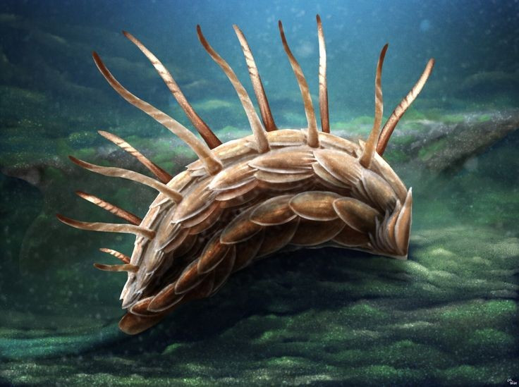  Wiwaxia – sinh vật bọc giáp kỳ dị. Toàn thân Wiwaxia được phủ các vảy và gai cứng, vừa giống thân mềm vừa giống giun, khiến việc phân loại nó vẫn còn nhiều tranh luận. Ảnh: Pinterest.