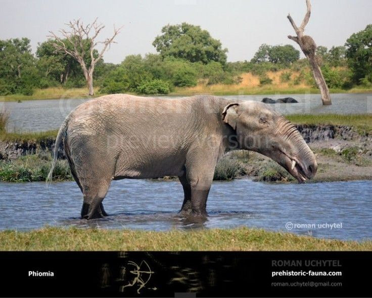  Đóng vai trò quan trọng trong hệ sinh thái cổ. Với kích thước lớn và nhu cầu ăn uống cao, Palaeomastodon góp phần định hình cảnh quan bằng cách phá cây bụi, mở lối trong rừng và phát tán hạt giống. Vai trò này tương tự chức năng sinh thái của voi ngày nay. Ảnh: Pinterest.