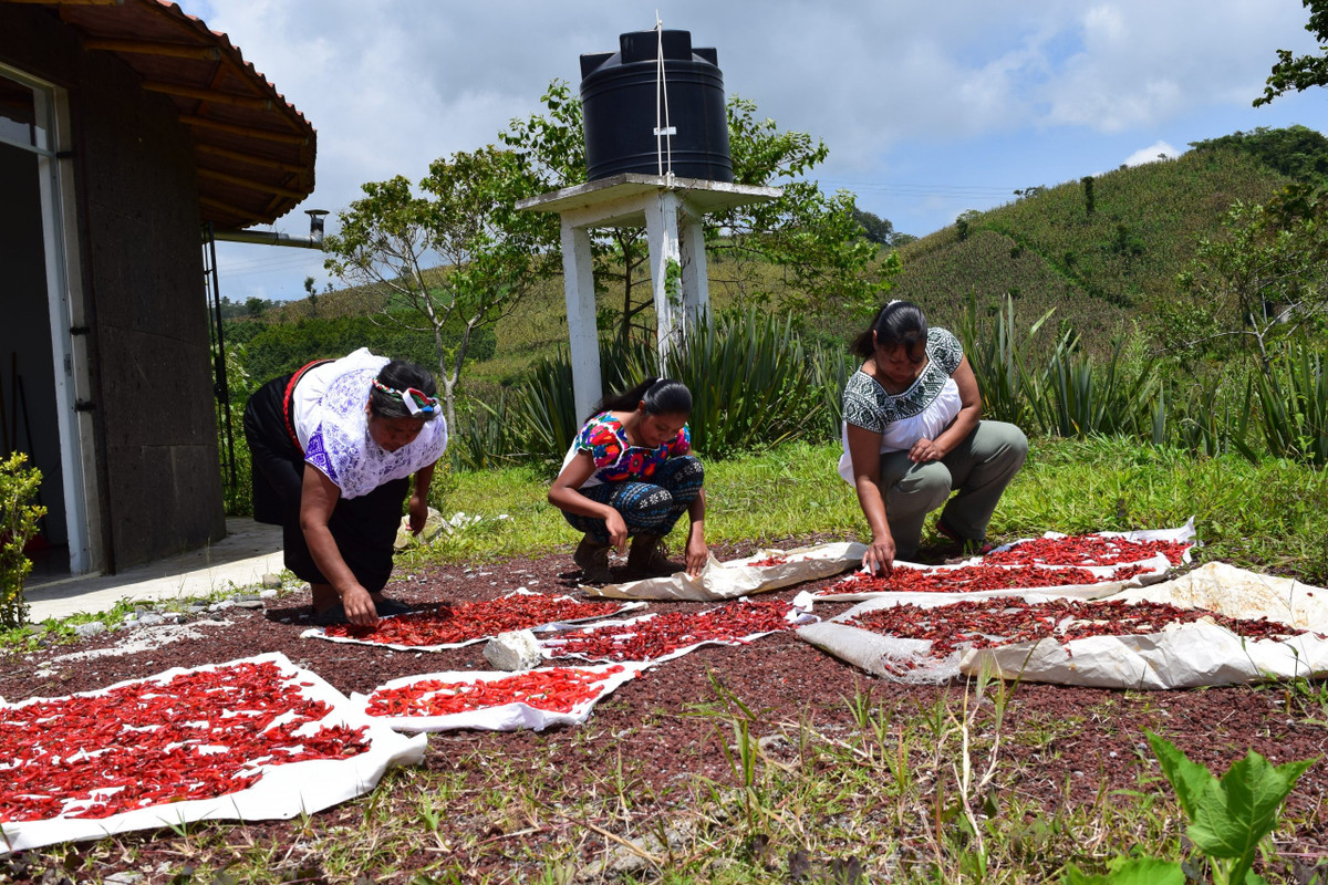  Nông nghiệp là nền tảng sinh kế. Ngô giữ vị trí trung tâm trong đời sống kinh tế và tâm linh của người Nahua, phản ánh di sản nông nghiệp lâu đời của vùng Trung Mỹ. Các gia đình thường canh tác quy mô nhỏ, kết hợp nhiều loại cây trồng. Ảnh: slowfood.com.
