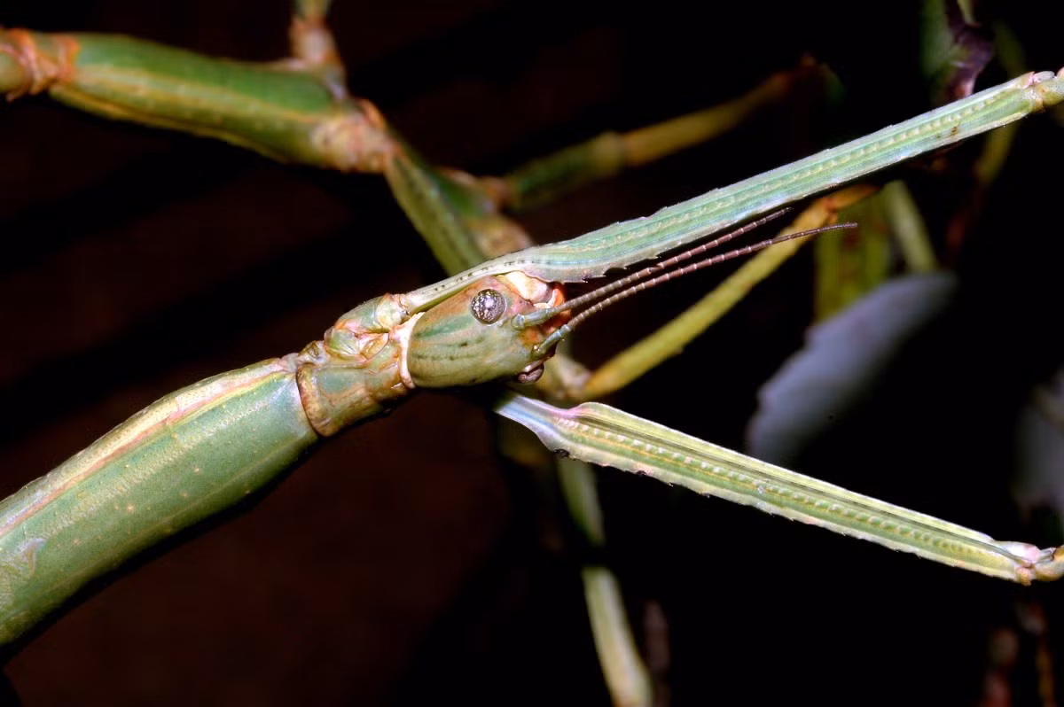  3. Sống chủ yếu về đêm và rất ít vận động. Chúng là loài ăn lá sống về đêm, dành phần lớn thời gian đứng yên để tránh bị phát hiện, giúp giảm nguy cơ bị chim hoặc động vật săn mồi tấn công. Ảnh: biolib.cz.