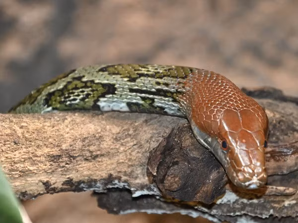 Giới khoa học đánh giá cao giá trị của loài rắn này vì nhiều lý do. (Ảnh: BioLib)