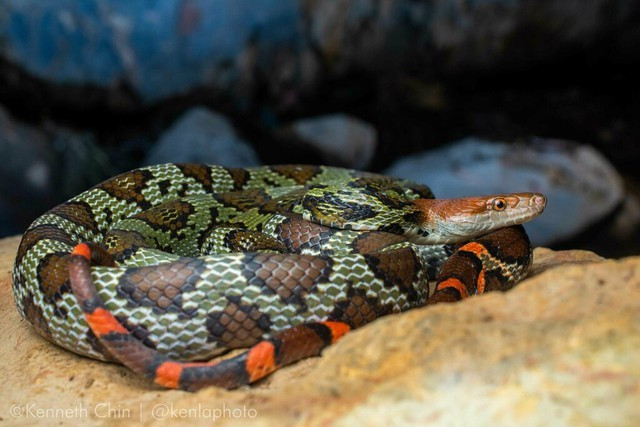 Rắn sọc khoanh còn được người dân địa phương gọi là trăn lèn hay trăn đá vì kích thước đồ sộ và chiếc đầu dài nhọn như trăn. (Ảnh: Kenneth Chin)