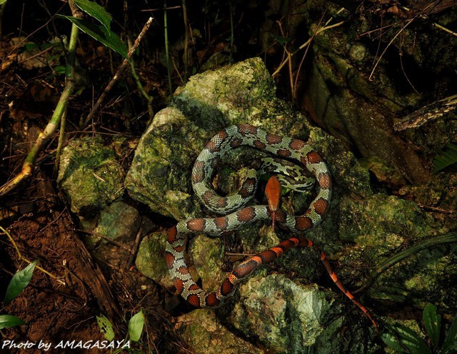 View - Phát hiện loài rắn khổng lồ Việt Nam, hiếm gặp hơn cả trăn gấm | Báo Tri thức và Cuộc sống - TIN TỨC PHỔ BIẾN KIẾN THỨC 24H