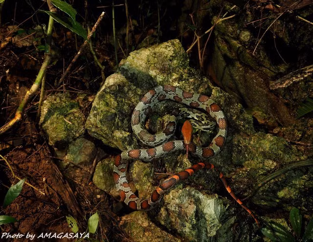 Các cá thể trưởng thành có thể dài từ 1,8 đến 2,5 mét, cân nặng hơn 2 kg. (Ảnh: Amagasa)