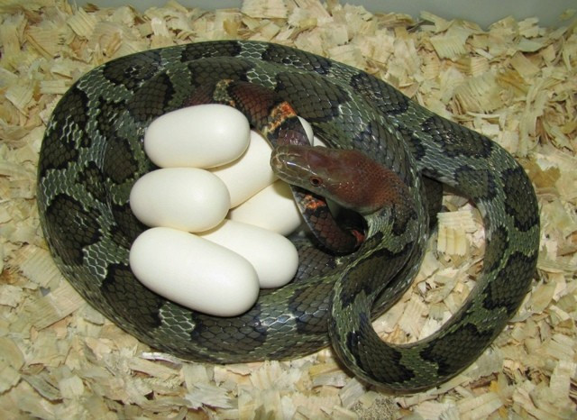 View - Phát hiện loài rắn khổng lồ Việt Nam, hiếm gặp hơn cả trăn gấm | Báo Tri thức và Cuộc sống - TIN TỨC PHỔ BIẾN KIẾN THỨC 24H