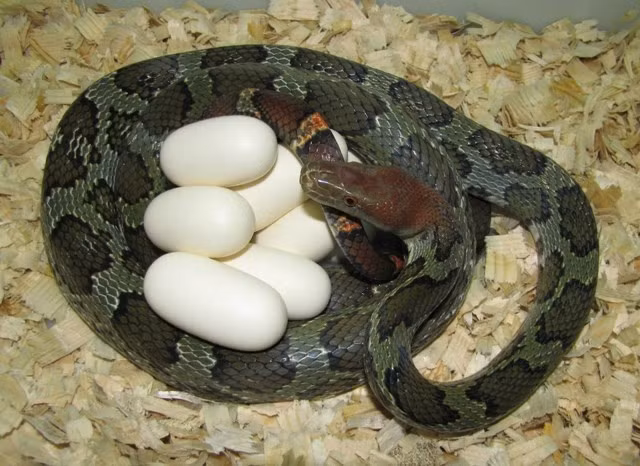 Rắn cái đẻ khoảng 5 – 15 trứng từ tháng 6 đến tháng 8, trứng nở sau 2 tháng. (Ảnh: BioLib)