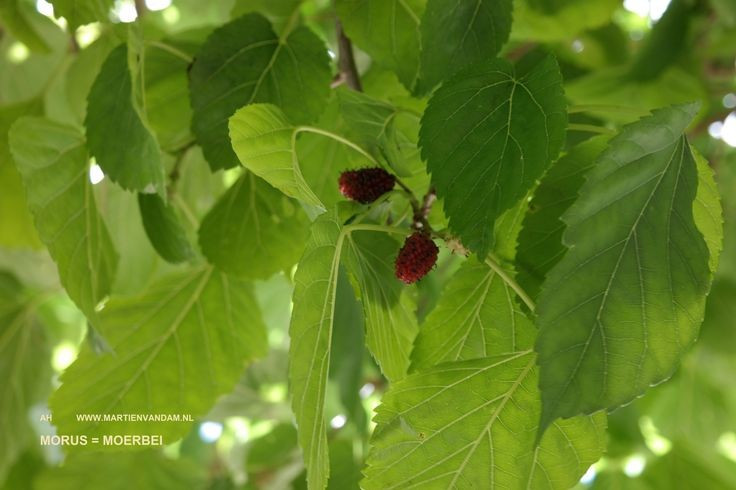  Gỗ dâu tằm từng được sử dụng trong chế tác truyền thống. Gỗ dâu tằm cứng, bền và ít cong vênh, từng được dùng để làm nhạc cụ, đồ gia dụng và một số vật dụng thủ công trong văn hóa Á Đông. Ảnh: Pinterest.