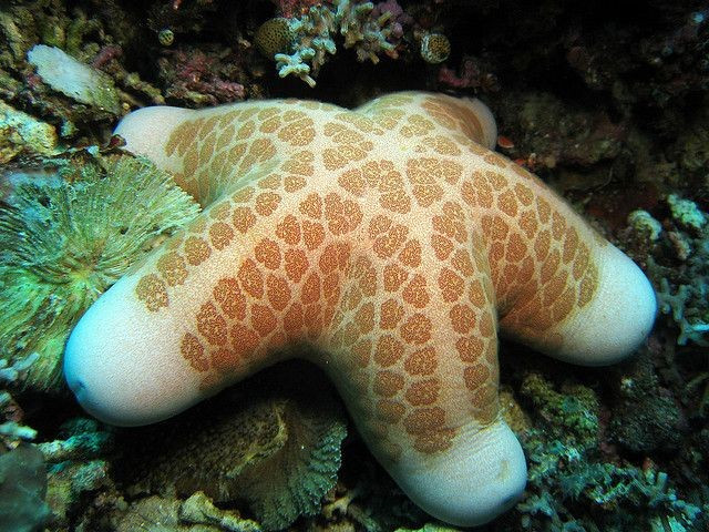  Có vai trò quan trọng trong hệ sinh thái. Chúng giúp kiểm soát số lượng sinh vật khác, đặc biệt là nhuyễn thể, giữ cân bằng sinh thái biển. Ảnh: Pinterest.