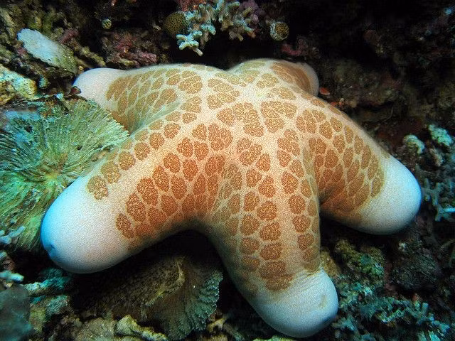  Có vai trò quan trọng trong hệ sinh thái. Chúng giúp kiểm soát số lượng sinh vật khác, đặc biệt là nhuyễn thể, giữ cân bằng sinh thái biển. Ảnh: Pinterest.