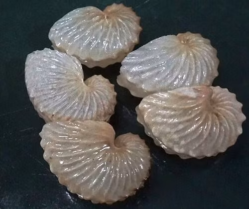  Được con người ngưỡng mộ từ thời cổ đại. Chiếc vỏ đẹp của mực phủ có cánh từng xuất hiện trong nhiều tác phẩm nghệ thuật và ghi chép cổ Hy Lạp. Ảnh: ebayimg.com.