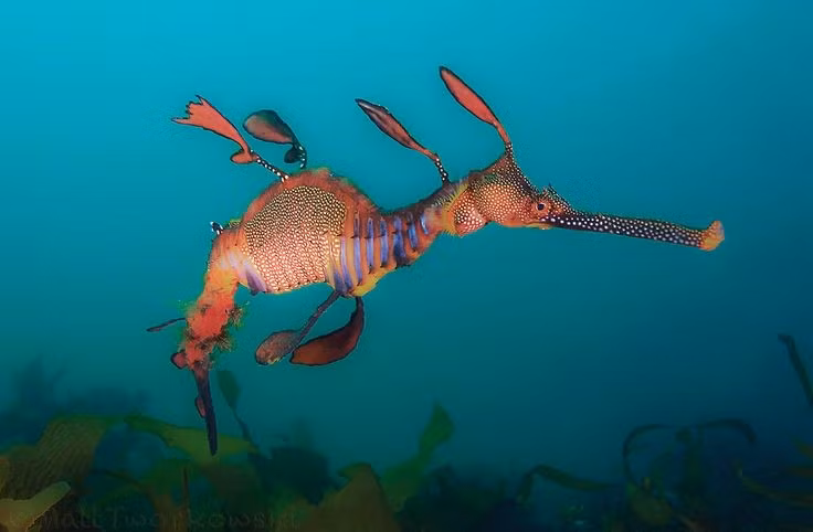  Chúng chỉ sống ở vùng nước lạnh. Cá hải long cỏ thường xuất hiện ở các vùng biển ôn đới phía nam Australia, nơi nhiệt độ thấp và dòng chảy nhẹ. Ảnh: Pinterest.