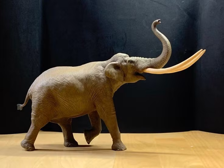  Cấu trúc sọ đặc biệt hình mái vòm. Đây là điểm phân biệt giúp các nhà khảo cổ dễ dàng nhận dạng hóa thạch của chúng. Ảnh: Pinterest.