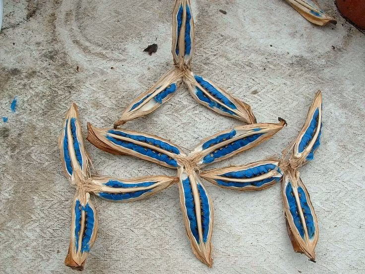  Hạt có màu sắc nổi bật. Sau khi ra hoa, cây tạo quả chứa những hạt cứng có lớp áo màu xanh lam ánh kim hiếm gặp, đặc biệt hấp dẫn về mặt thị giác. Ảnh: Pinterest.