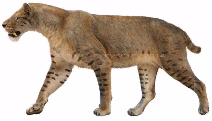  Khác với hổ răng kiếm nổi tiếng. Homotherium có răng nanh ngắn hơn nhưng cực sắc, thích hợp cho việc cắt nhanh thịt con mồi. Ảnh: Pinterest.