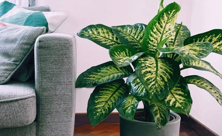  Có khả năng thích nghi tốt trong nhà. Cây chịu bóng bán phần, không cần ánh sáng mạnh, rất phù hợp với môi trường văn phòng hoặc nhà ở đô thị. Ảnh: Pinterest.