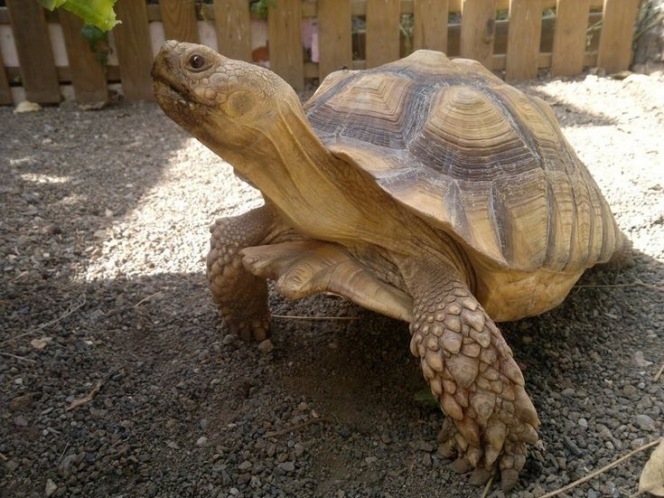 View - Độc đáo loài rùa cựa châu Phi, mai phồng lên hình kim tự tháp | Báo Tri thức và Cuộc sống - TIN TỨC PHỔ BIẾN KIẾN THỨC 24H