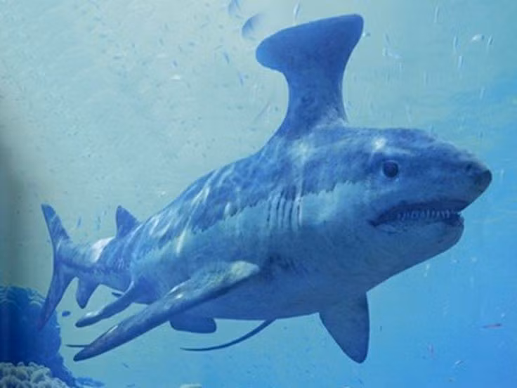  Sống ở kỷ Devon muộn đến Carbon sớm. Loài này tồn tại cách đây khoảng 360–320 triệu năm, khi cá mập bắt đầu đa dạng hóa mạnh mẽ. Ảnh: Pinterest.