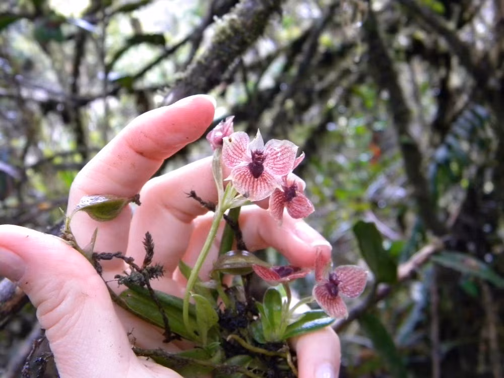 Kích thước khá nhỏ bé. Mỗi bông hoa chỉ rộng khoảng 0,5 đến 0,7 cm, nhưng chi tiết của nó lại vô cùng tinh xảo và khác thường. Ảnh: old-en.ug.edu.pl.