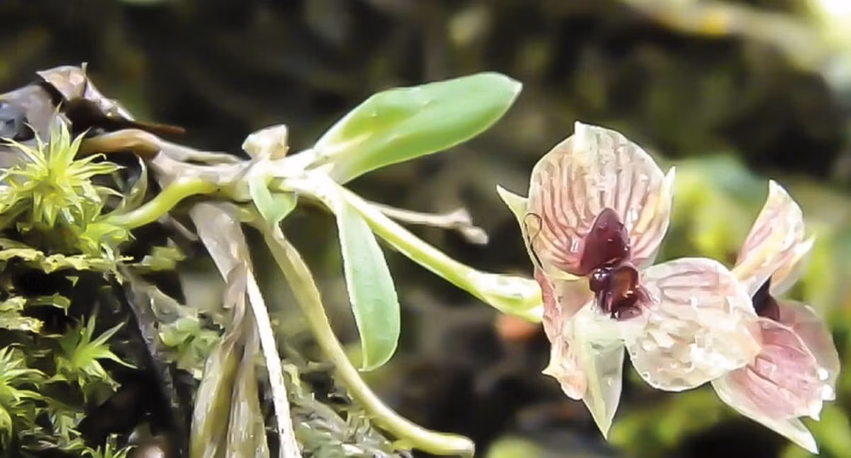  3. Phạm vi phân bố cực kỳ hạn hẹp. Telipogon diabolicus chỉ được tìm thấy trong một khu rừng nhỏ trên dãy Andes, khiến nó trở thành loài đặc hữu quý hiếm. Ảnh: thursd.com.