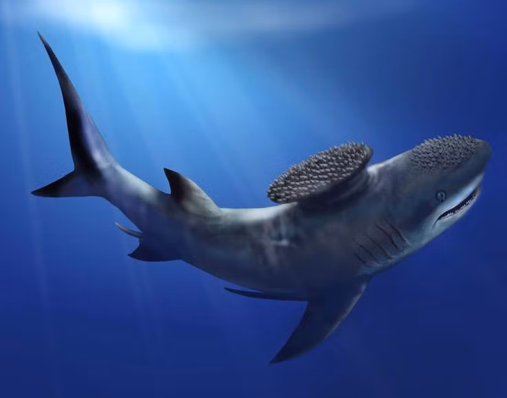  Vây lưng hình bàn chải. Điểm đặc trưng nhất của Stethacanthus là vây lưng trên phẳng, có hình dạng như một chiếc bàn chải. Ảnh: Pinterest.