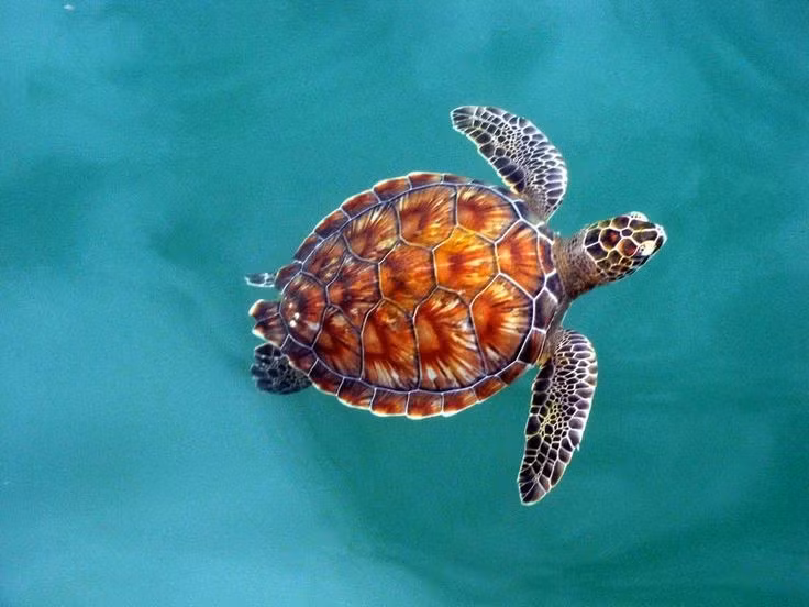  Chỉ ăn thực vật khi trưởng thành. Rùa con ăn cả sứa và động vật nhỏ, nhưng khi lớn lên, chúng chuyển sang ăn cỏ biển và tảo, trở thành loài ăn chay hiếm hoi trong các loài rùa biển. Ảnh: Pinterest.