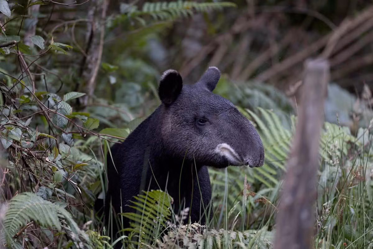  Sống đơn độc và khá kín đáo. Loài này thường sống đơn lẻ và hoạt động chủ yếu vào ban đêm hoặc lúc bình minh, hoàng hôn. Tập tính kín đáo khiến chúng rất khó quan sát trong tự nhiên. Ảnh: media.lex.dk.