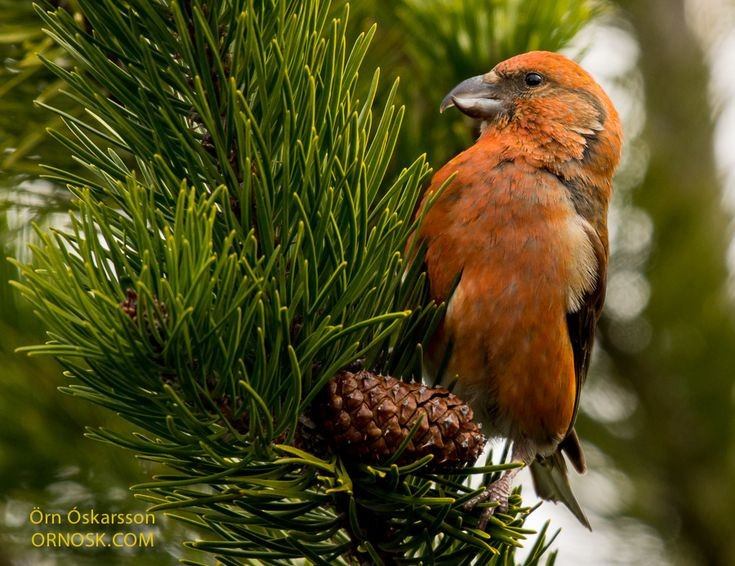  Chim mỏ chéo có mùa sinh sản rất khác thường. Chúng có thể làm tổ và đẻ trứng vào mùa đông, miễn là hạt thông dồi dào, thậm chí giữa lúc tuyết phủ dày đặc – điều hiếm thấy ở các loài chim khác. Ảnh: Pinterest.
