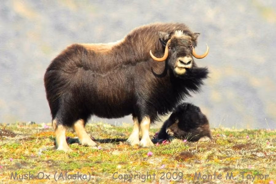  Bộ lông của chúng dày hơn cả lông cừu. Lớp lông gọi là “qiviut” mịn và ấm gấp 8 lần lông cừu, quý giá trong ngành dệt. Ảnh: Pinterest.