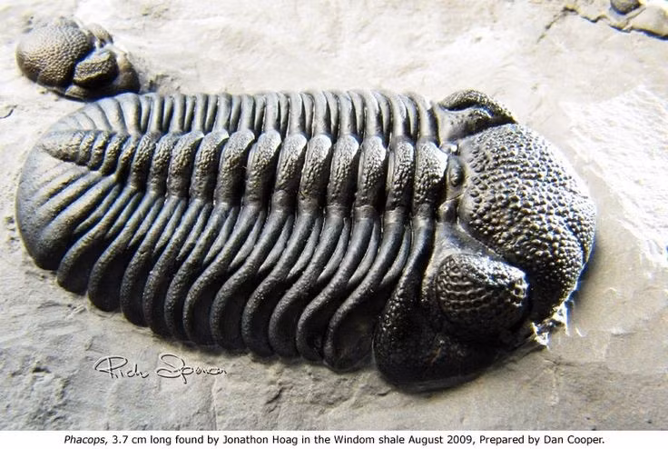  Một số loài biết cuộn tròn cơ thể để tự vệ. Khi gặp nguy hiểm, chúng cuộn lại giống như con cuốn chiếu, bảo vệ phần mềm bên trong. Ảnh: Pinterest.