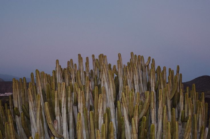  Văn hóa bản địa vẫn được bảo tồn. Nhiều cộng đồng bản địa như Mixtec và Cuicatec vẫn sinh sống trong khu vực, duy trì ngôn ngữ, tập quán và tri thức truyền thống. Ảnh: Pinterest.