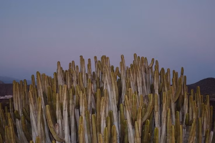  Văn hóa bản địa vẫn được bảo tồn. Nhiều cộng đồng bản địa như Mixtec và Cuicatec vẫn sinh sống trong khu vực, duy trì ngôn ngữ, tập quán và tri thức truyền thống. Ảnh: Pinterest.