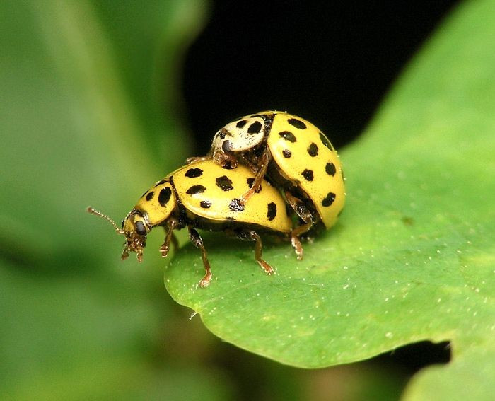  Phân bố rộng khắp châu Âu và châu Á. Psyllobora vigintiduopunctata xuất hiện phổ biến tại châu Âu, Nga, Trung Á và một phần Đông Á. Chúng thích nghi tốt với khí hậu ôn đới và thường được tìm thấy ở đồng cỏ, bờ ruộng và vườn cây. Ảnh: Pinterest.