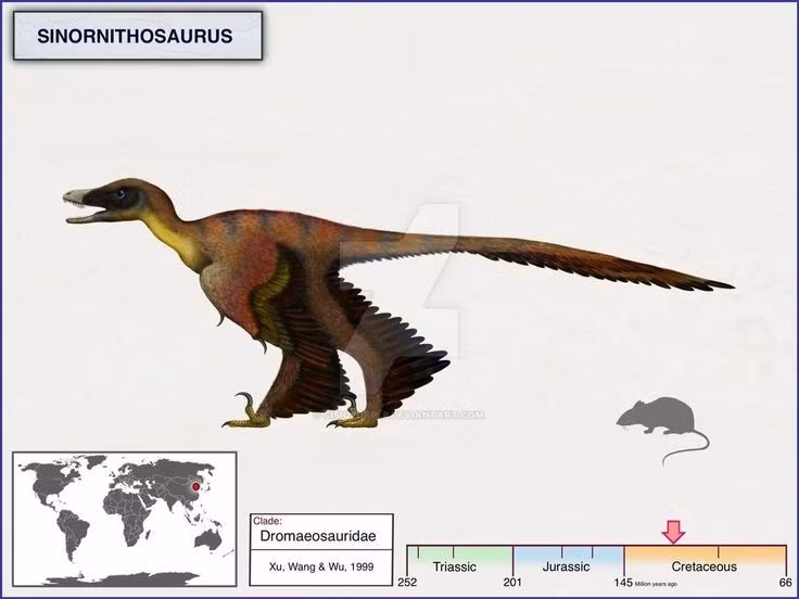  Thuộc nhóm khủng long có lông. Lông vũ trên cơ thể Sinornithosaurus giúp chúng giữ ấm và có thể hỗ trợ phô diễn khi tìm bạn tình. Ảnh: Pinterest.
