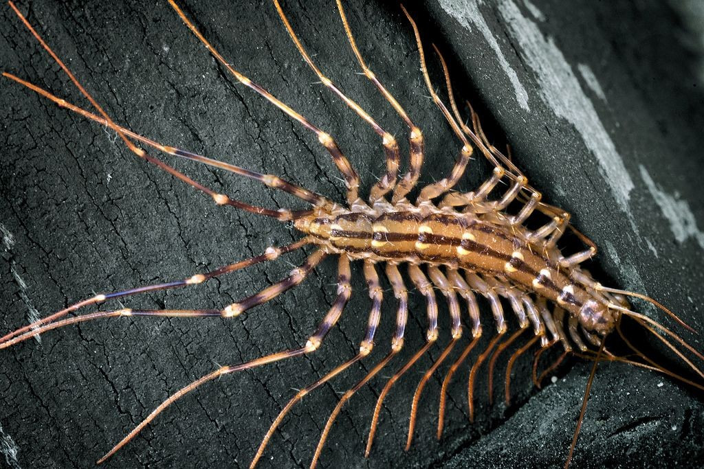  Chúng có khả năng tái sinh chân đã mất. Nếu bị mất chân trong quá trình trốn chạy hoặc giao chiến, rết nhà có thể tái sinh chân mới qua các lần lột xác tiếp theo, dù chân mới thường ngắn hơn lúc đầu. Ảnh: Pinterest.