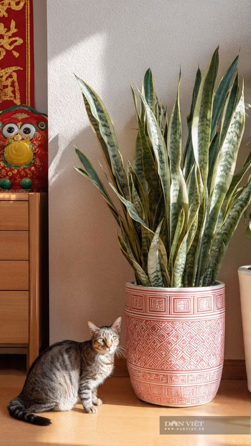  6. Cây cảnh lưỡi hổ - biểu tượng của sự may mắn: Cây lưỡi hổ (Sansevieria trifasciata) là loại cây chịu bóng râm rất tốt. Nó không chỉ đẹp và thanh lịch mà còn có giá trị trang trí cao. Nó tượng trưng cho "sự may mắn liên tục và hòa thuận gia đình".