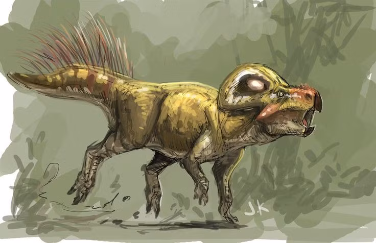  2. Kích thước khá nhỏ so với họ hàng. Chúng chỉ dài khoảng 1,8 mét và nặng từ 25 đến 40 kg, nhỏ hơn nhiều so với các loài khủng long phiến sừng khác. Ảnh: Pinterest.